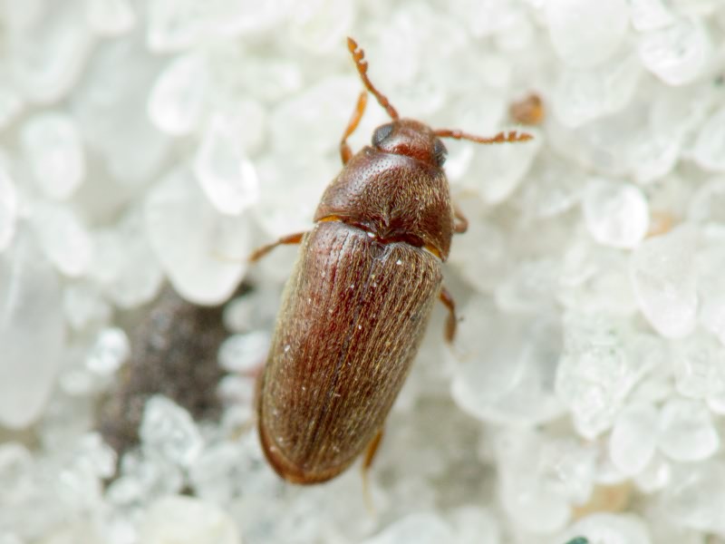 Aulonothroscus brevicollis (Bonvouloir, 1859)